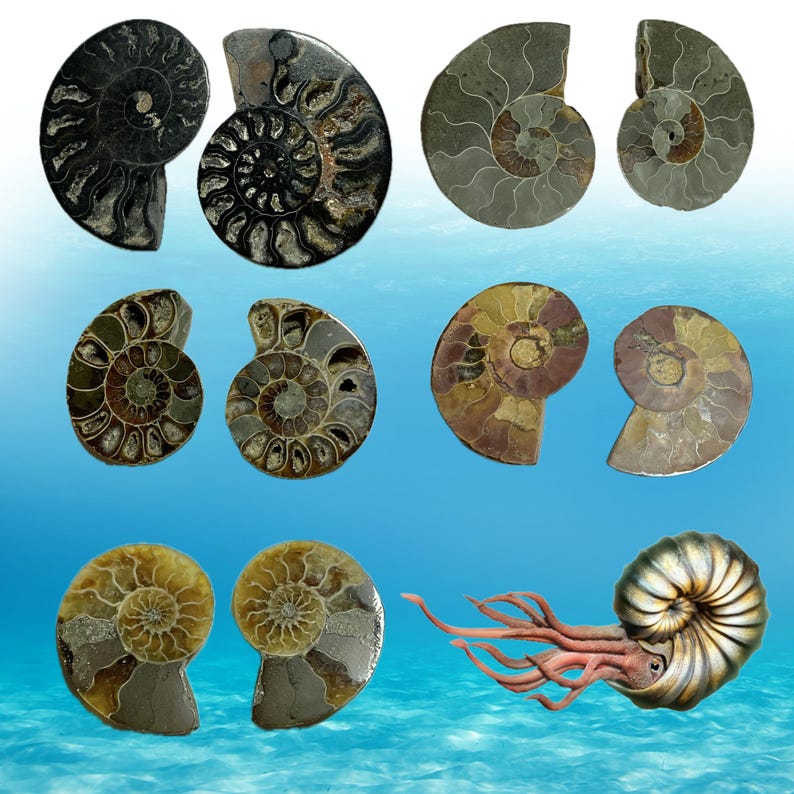 Pode incluir: Uma cole&ccedil;&atilde;o de nove amonites fossilizadas em v&aacute;rios tons de marrom, preto e cinza. Os amonites est&atilde;o dispostos em uma grade sobre um fundo azul.