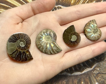 May include: Four fossilized ammonite shells in varying sizes and colors, displayed on a hand. The shells exhibit spiral patterns and iridescent hues of brown, gold, and tan. These ancient marine fossils are a testament to prehistoric life.