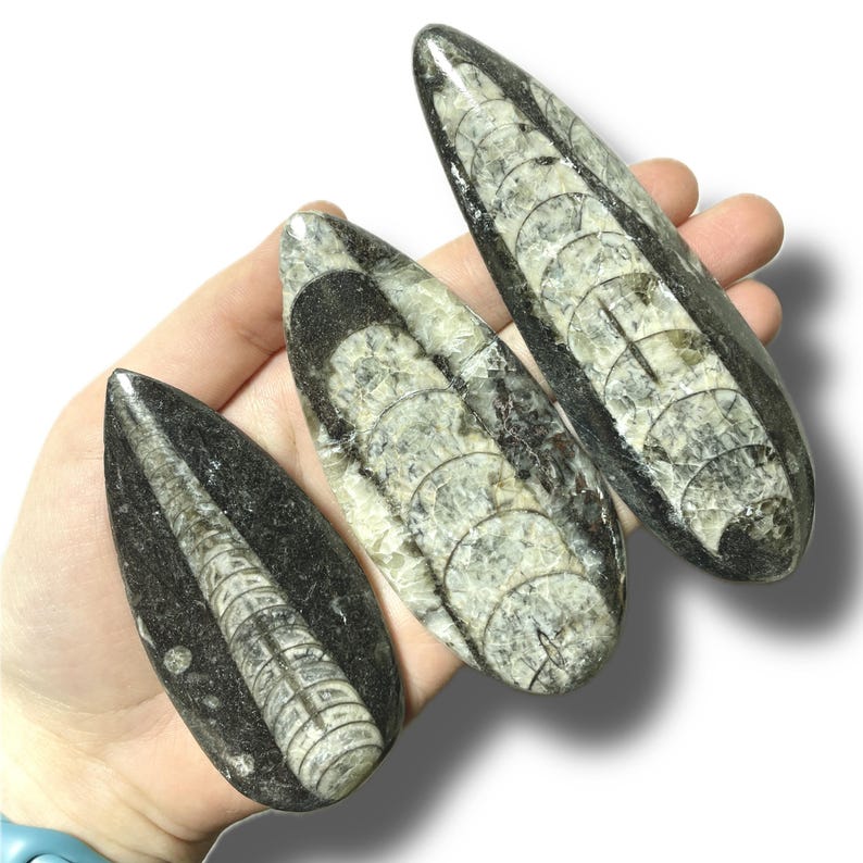 Polished Orthoceras Fossil | Prehistoric Squid Teardrop Crystal | Ancient Wisdom Fossils | Natural Sea Creature Collectible | You Pick Size! image 5