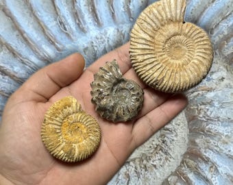 May include: Three fossilized ammonite shells in varying sizes and shades of tan and brown are displayed in a hand. The shells have a spiral shape with detailed ridges. The background is a light blue and white swirl pattern.