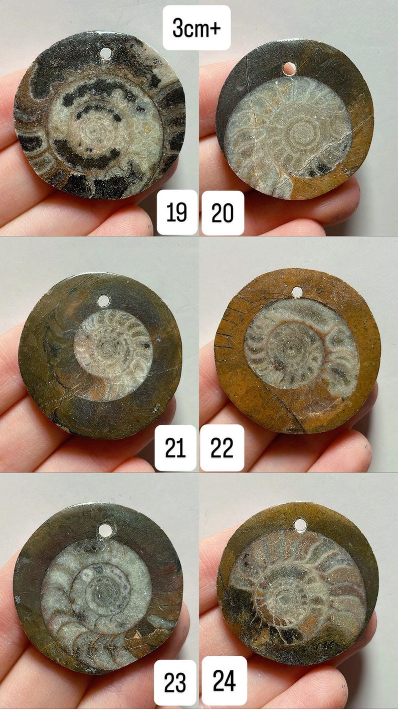 May include: A collection of six fossilized ammonite pendants, each approximately 3cm in diameter, with a central spiral pattern. The pendants are various shades of brown, gray, and tan, with a hole drilled at the top for hanging. Numbers 19-24 are displayed.