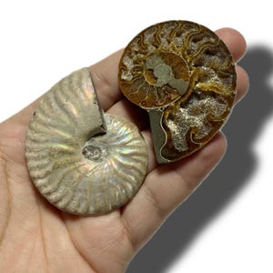 Pode incluir: Dois amonites fossilizados, um com uma concha marrom e branca e o outro com uma concha branca iridescente.
