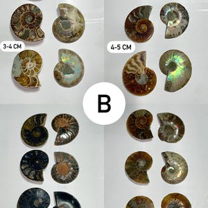 Pode incluir: Conjunto de amonites fossilizadas em v&aacute;rios tamanhos e cores. As ammonites est&atilde;o dispostas em filas, sendo as maiores de 4-5 cm e as menores de 2-3 cm. As ammonites s&atilde;o um belo exemplo de hist&oacute;ria natural.