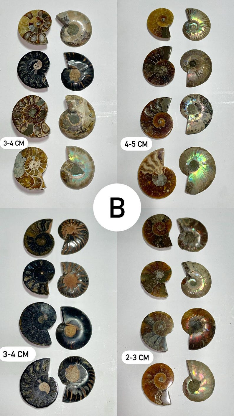 Pode incluir: Conjunto de amonites fossilizadas em v&aacute;rios tamanhos e cores. As ammonites est&atilde;o dispostas em filas, sendo as maiores de 4-5 cm e as menores de 2-3 cm. As ammonites s&atilde;o um belo exemplo de hist&oacute;ria natural.
