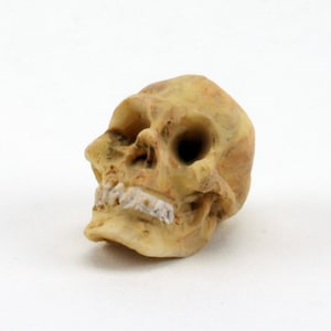 May include: A small, beige human skull replica with visible teeth. The skull is made of a smooth, textured material and is a realistic representation of a human skull.