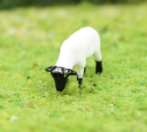 その他 Wagnus baby sheep mini to mini shutterstock_2093279782-1.jpg