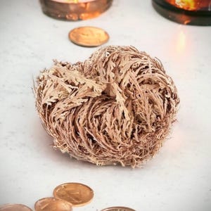 Rose of Jericho Resurrection Plant (2pk) – Live Air Plant for Prosperity, Protection, Manifestation Rituals – Spiritual Home Decor & Gift