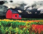 The red barn, Sunflowers, 5x7 inch photograph matted with a 8x10 inch mat, storm clouds, nature photography, Gina Signore, Red barn Storm