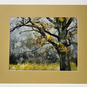 Winter Oak Tree Art Print: Snowy Landscape, Matted 16x20