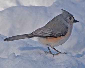 May include: A small, gray bird with a distinctive crest, perched on a snowy surface. The bird has a light orange patch on its side and a black beak. The background is a soft, white expanse of snow.