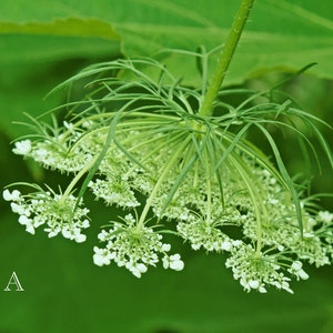 Pode incluir: Um close-up de um cacho de flores brancas com p&eacute;talas delicadas, pendurado em um caule verde. O cacho de flores &eacute; cercado por folhagem verde.