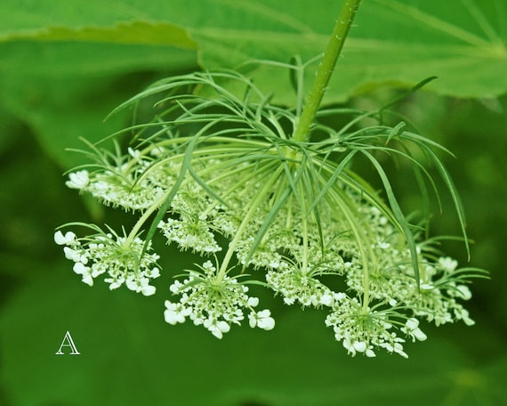 Queen Annes Lace, Wildflower Photography, 8 x 10 Nature Print, Art Print