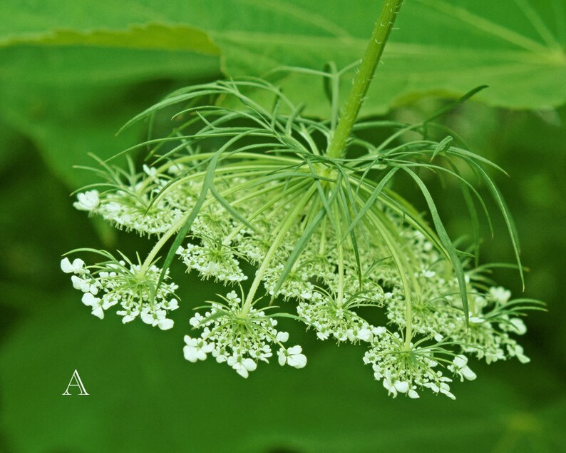 Pode incluir: Um close-up de um cacho de flores brancas com p&eacute;talas delicadas, pendurado em um caule verde. O cacho de flores &eacute; cercado por folhagem verde.