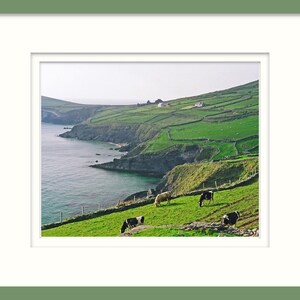 Dingle Peninsula, Ireland, Fine Art Photography, 8 x 10 Irish Landscape, Nature Print, Cows In Field image 3