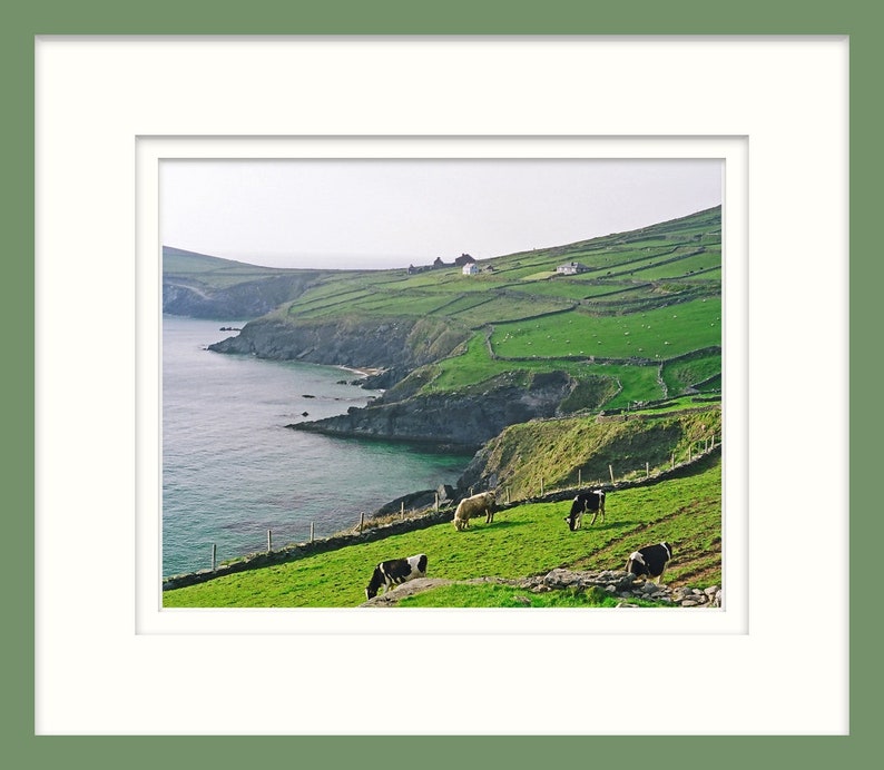 Dingle Peninsula, Ireland, Fine Art Photography, 8 x 10 Irish Landscape, Nature Print, Cows In Field image 3