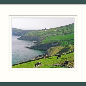 Dingle Peninsula, Ireland, Fine Art Photography, 8 x 10 Irish Landscape, Nature Print, Cows In Field image 4