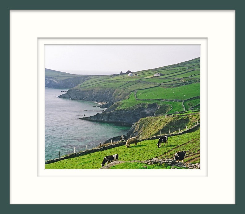 Dingle Peninsula, Ireland, Fine Art Photography, 8 x 10 Irish Landscape, Nature Print, Cows In Field image 4