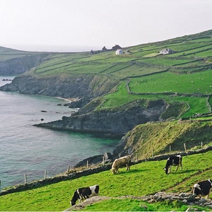 Dingle Peninsula, Ireland, Fine Art Photography, 8 x 10 Irish Landscape, Nature Print, Cows In Field image 1