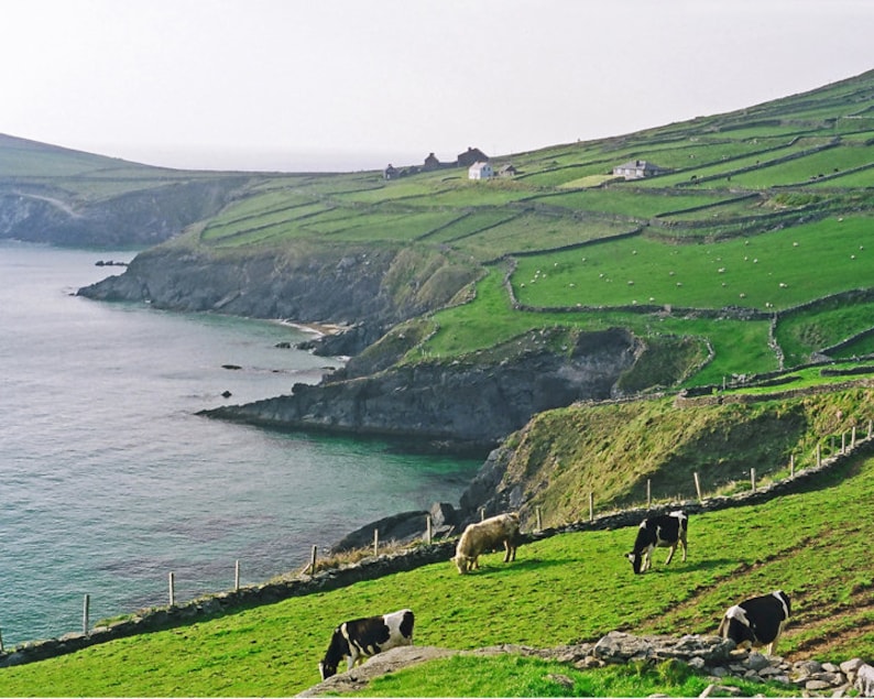 Dingle Peninsula, Ireland, Fine Art Photography, 8 x 10 Irish Landscape, Nature Print, Cows In Field image 1