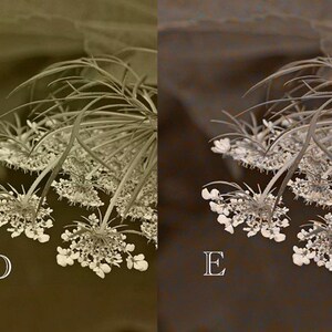Pode incluir: Um close-up de dois delicados cachos de flores brancas com caules finos e folhas verdes. As flores s&atilde;o dispostas em um padr&atilde;o circular, criando um design delicado e intrincado. A imagem est&aacute; em tom s&eacute;pia, o que lhe confere um toque vintage.