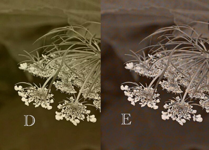 Pode incluir: Um close-up de dois delicados cachos de flores brancas com caules finos e folhas verdes. As flores s&atilde;o dispostas em um padr&atilde;o circular, criando um design delicado e intrincado. A imagem est&aacute; em tom s&eacute;pia, o que lhe confere um toque vintage.