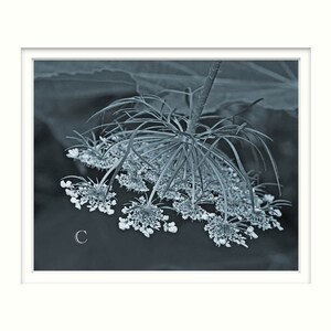 Pode incluir: Um close-up de um delicado cacho de flores brancas com caules longos e finos. O cacho de flores est&aacute; em foco, enquanto o fundo est&aacute; desfocado e fora de foco. A imagem est&aacute; em tons de azul e branco.
