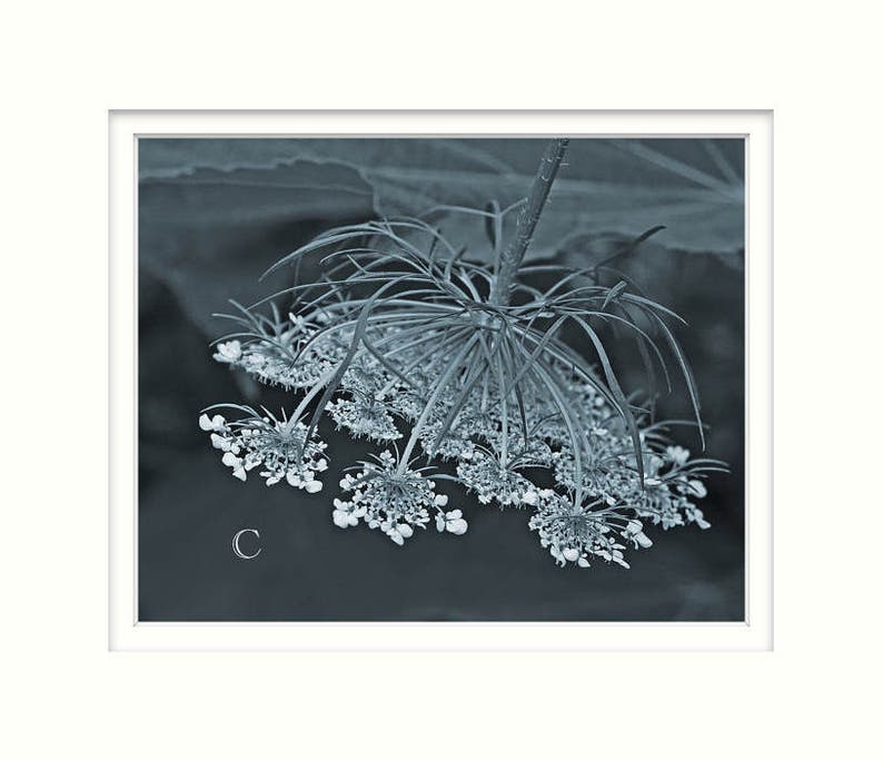 Pode incluir: Um close-up de um delicado cacho de flores brancas com caules longos e finos. O cacho de flores est&aacute; em foco, enquanto o fundo est&aacute; desfocado e fora de foco. A imagem est&aacute; em tons de azul e branco.