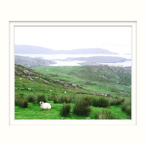 Fine Art Photography, Sheep On Hill, Ireland, Irish Decor, Nature Print, Landscape Photo, Conor Pass image 2