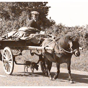 Ireland Landscape, Dog And Pony Cart, Old Ireland, 5 x 7 Irish Photography,