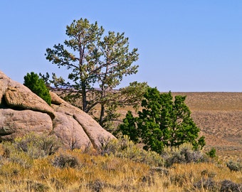 Desert Trees Fine Art Photography, Wyoming Landscape, Nature Photo, 8 x 10 Wall Art, Green And Blue