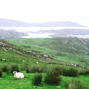 Fine Art Photography, Sheep On Hill, Ireland, Irish Decor, Nature Print, Landscape Photo, Conor Pass image 1