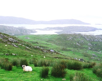 Fine Art Photography, Sheep On Hill, Ireland, Irish Decor, Nature Print, Landscape Photo, Conor Pass