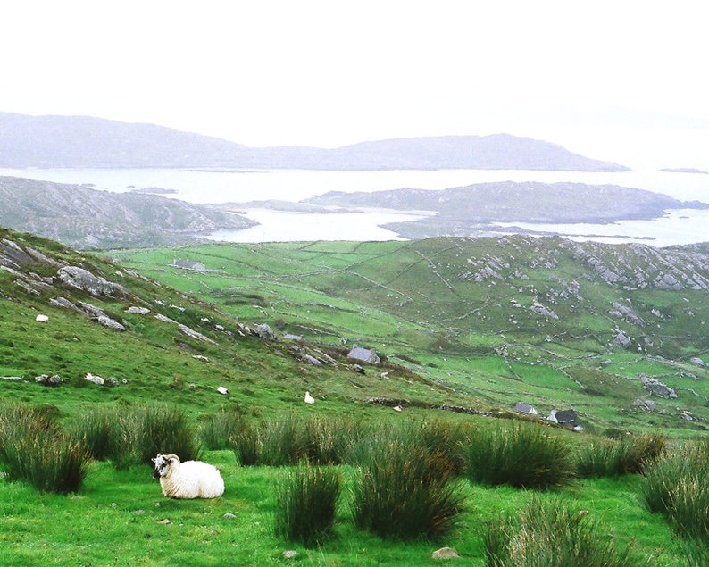 Fine Art Photography, Sheep On Hill, Ireland, Irish Decor, Nature Print, Landscape Photo, Conor Pass image 1
