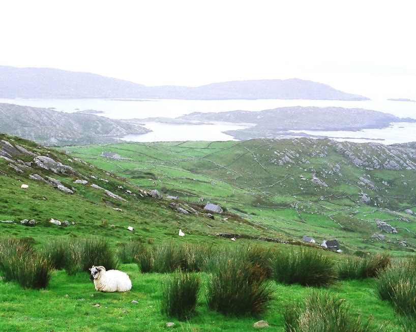Fine Art Irish Photography Sheep on Hill Ireland Print Etsy Canada