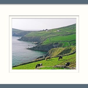 Dingle Peninsula, Ireland, Fine Art Photography, 8 x 10 Irish Landscape, Nature Print, Cows In Field image 5