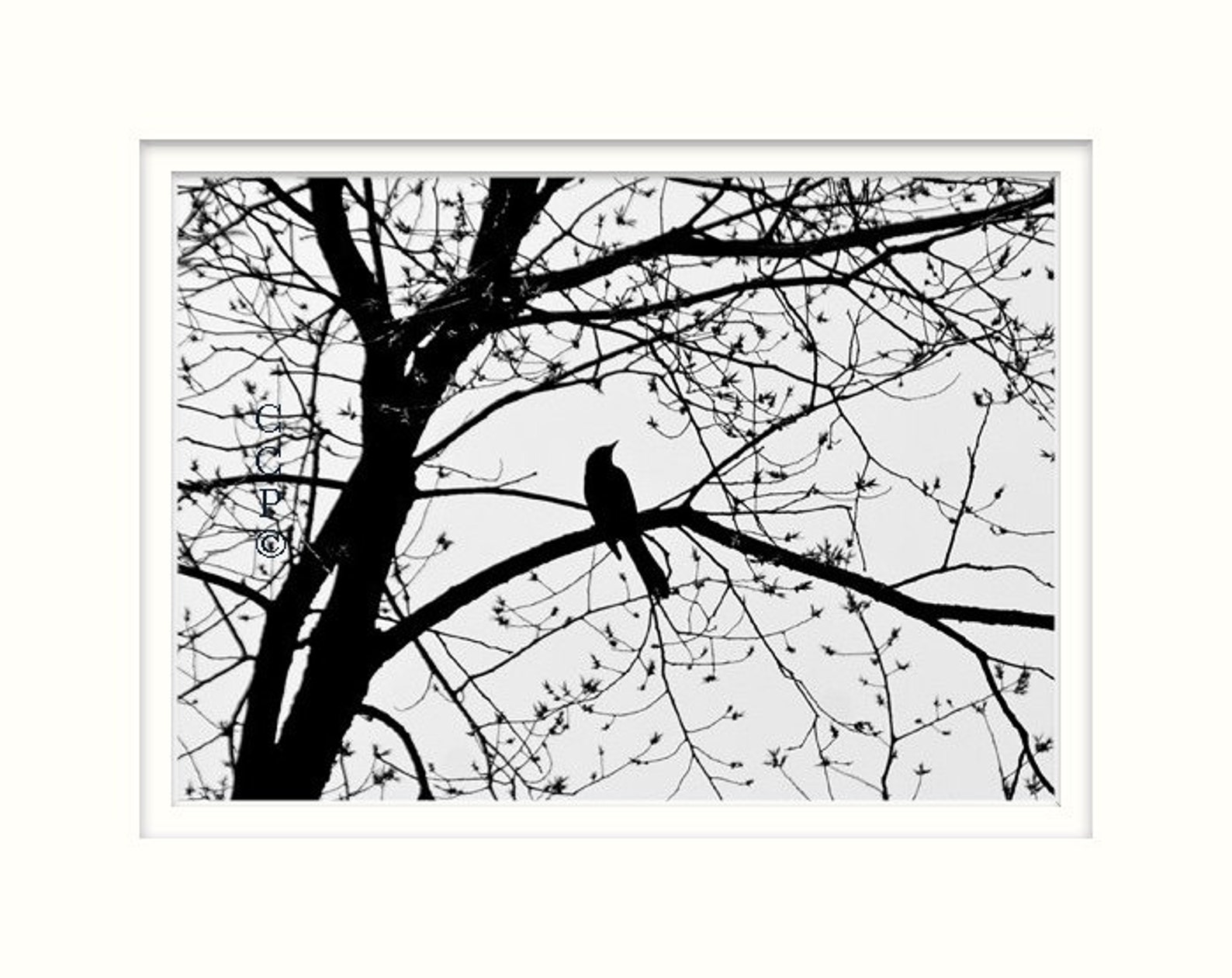Bird In Tree Fine Art Black And White Photography 5 x 7 Etsy España