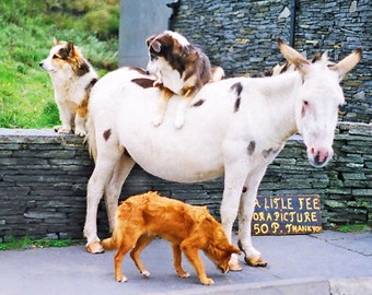 Fine Art Photography, Donkey And Dogs, Irish Decor, County Clare, 5 x 7 Photo, Wall Art