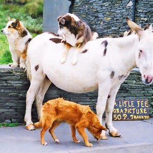 Ireland Photography, Donkey And Dogs, Irish Animals, County Clare, 5 x 7 Photo