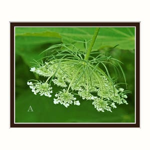 Pode incluir: Um close-up de um cacho de flores brancas de renda de rainha Ana com caules e folhas verdes contra um fundo verde.