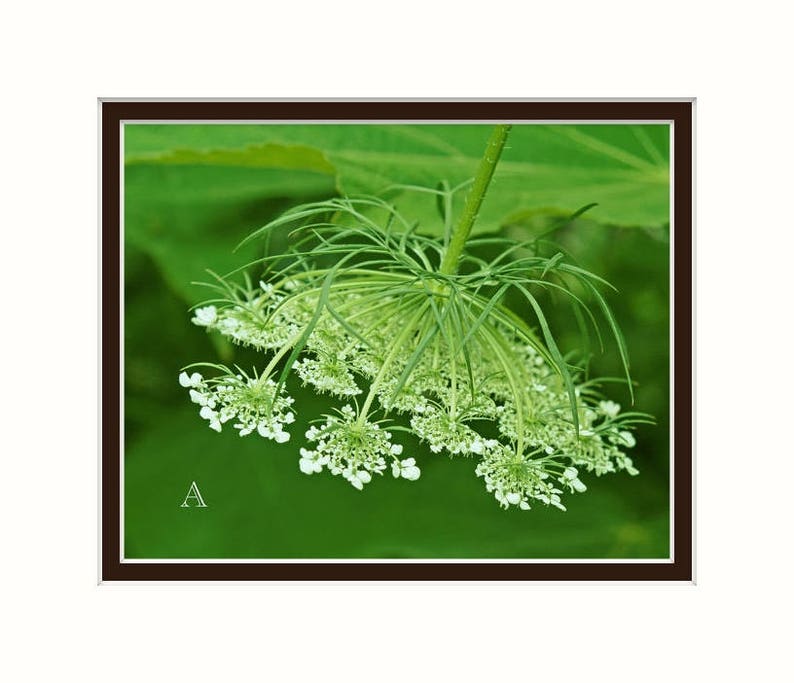 Pode incluir: Um close-up de um cacho de flores brancas de renda de rainha Ana com caules e folhas verdes contra um fundo verde.