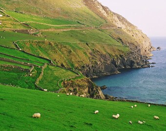 Ring of Kerry Ireland, Fine Art Photography, Sheep On Hill, Irish Landscape, Ocean View Print, 8 x 10 Photo