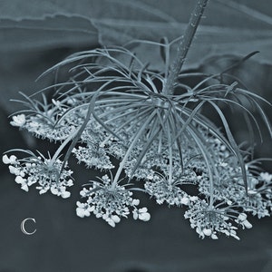 Pode incluir: Um close-up de um delicado cacho de flores brancas com caules longos e finos. O cacho de flores est&aacute; disposto em um padr&atilde;o circular, que se assemelha a uma coroa ou uma explos&atilde;o de estrelas. O fundo &eacute; escuro, desfocado e fora de foco.