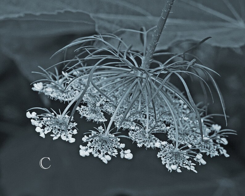 Pode incluir: Um close-up de um delicado cacho de flores brancas com caules longos e finos. O cacho de flores est&aacute; disposto em um padr&atilde;o circular, que se assemelha a uma coroa ou uma explos&atilde;o de estrelas. O fundo &eacute; escuro, desfocado e fora de foco.