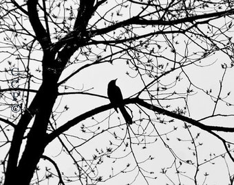 Bird In Tree Fine Art Photography, Black And White, 5 x 7 Nature Shillouette, Lace Tree, Wall Art