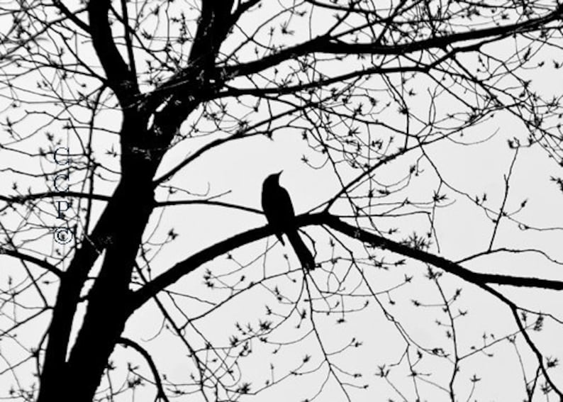 Bird In Tree Fine Art Black And White Photography 5 x 7 Etsy España