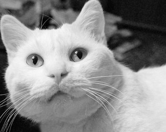 White Cat Fine Art Photography, Feline Print, Black and White, 5 x 7  Cat Lover Artwork, Wall Art