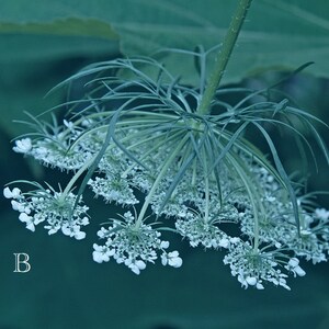 Pode incluir: Um close-up de um delicado cacho de flores brancas com um caule longo e fino. O cacho de flores est&aacute; pendurado para baixo, e o fundo &eacute; um verde desfocado.
