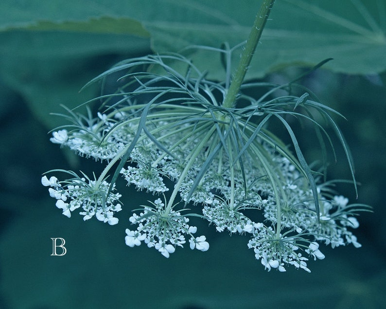 Pode incluir: Um close-up de um delicado cacho de flores brancas com um caule longo e fino. O cacho de flores est&aacute; pendurado para baixo, e o fundo &eacute; um verde desfocado.