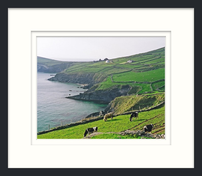 Dingle Peninsula, Ireland, Fine Art Photography, 8 x 10 Irish Landscape, Nature Print, Cows In Field image 6