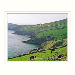 Dingle Peninsula, Ireland, Fine Art Photography, 8 x 10 Irish Landscape, Nature Print, Cows In Field image 2